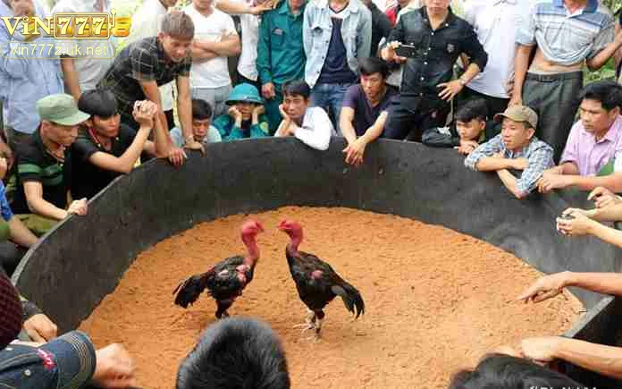 Hướng dẫn cách lựa chọn trường gà phù hợp với người chơi